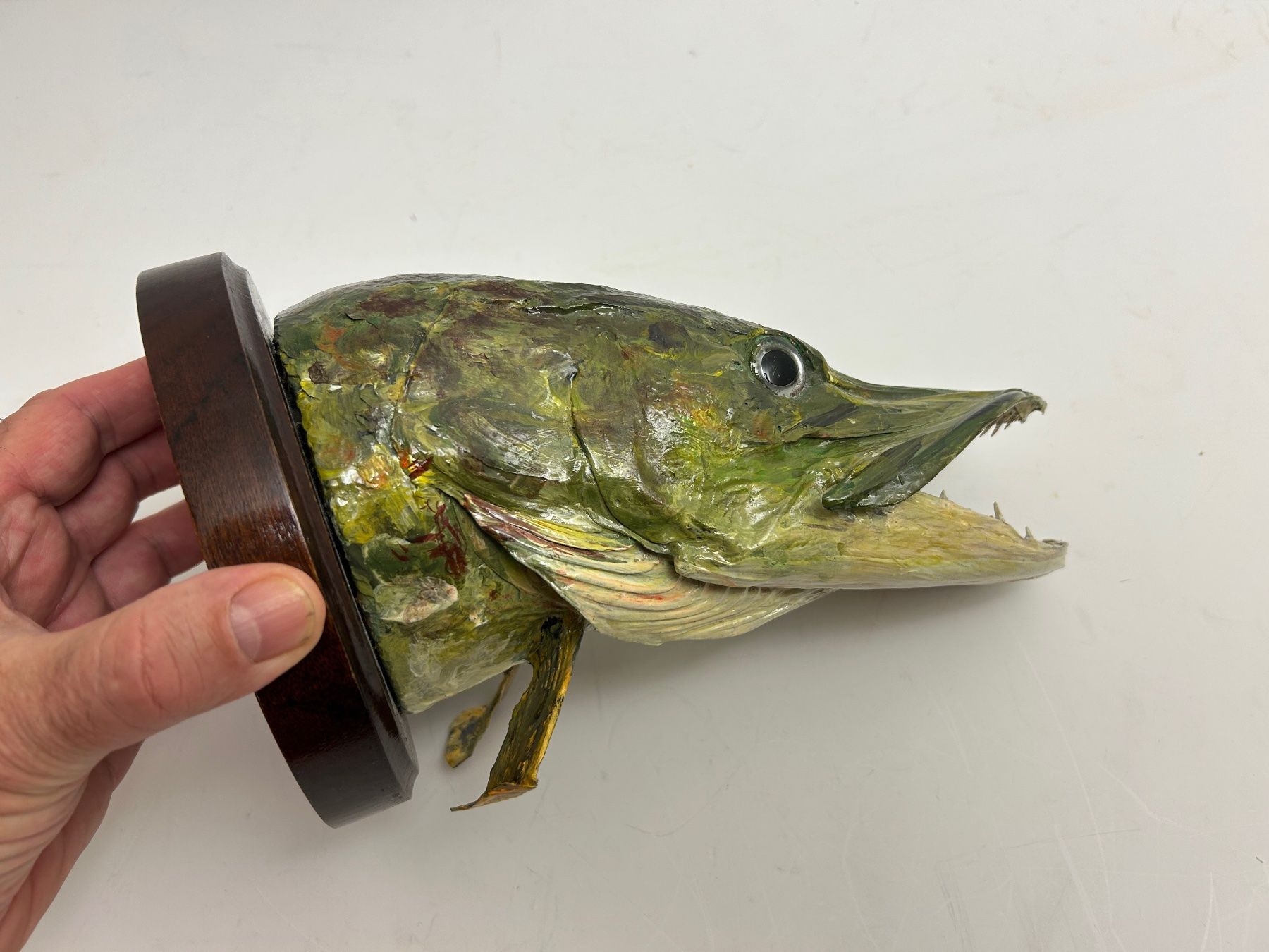 Altre raccolte & rarità: Fisch gross Hecht Trophäe / Sept 1971 – Usato da Rheineck venduto da emma.gut 6