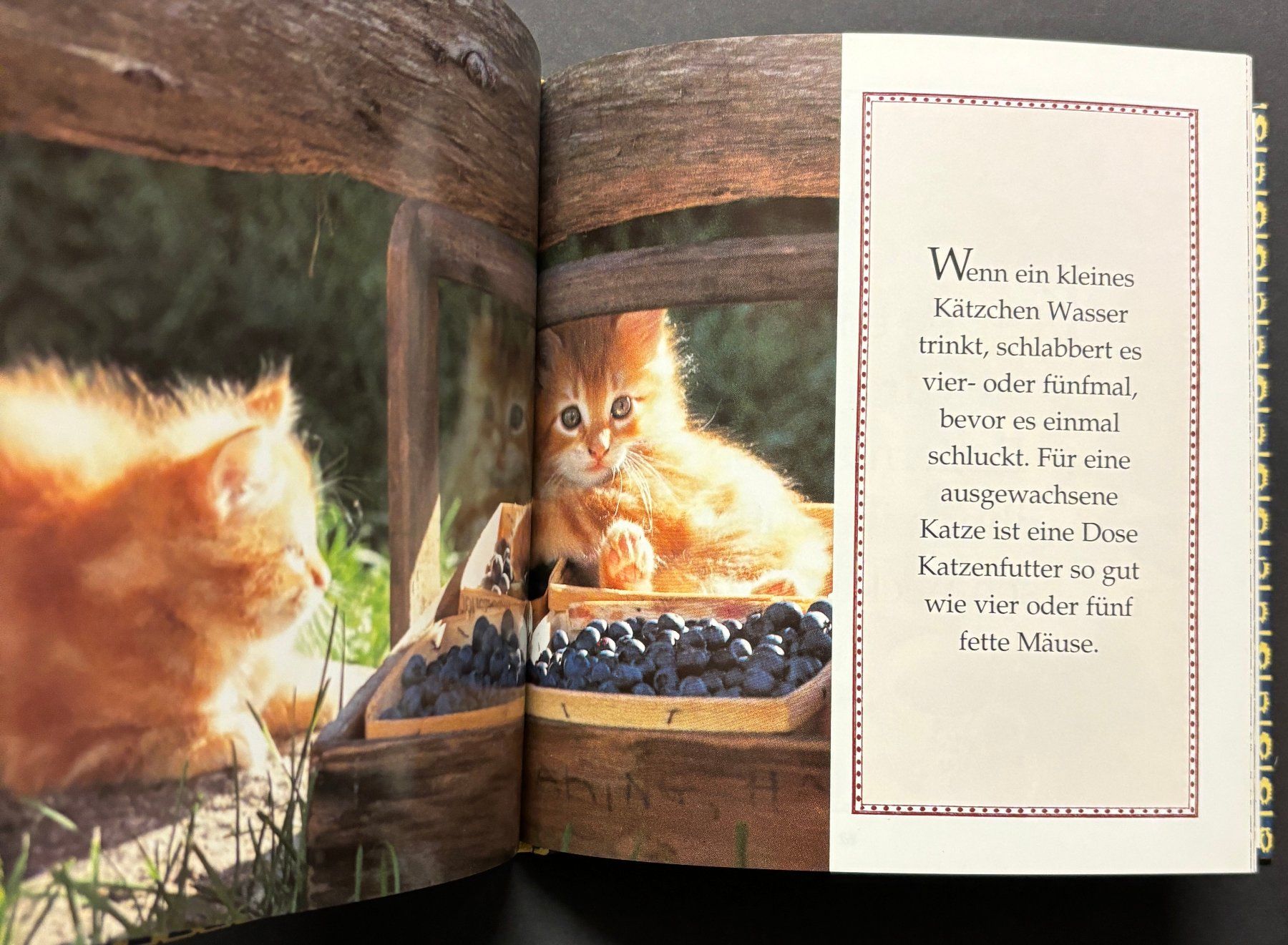 Libri: Katzen-Idylle – Nuovo (secondo la descrizione) da Sarnen venduto da Livres 2