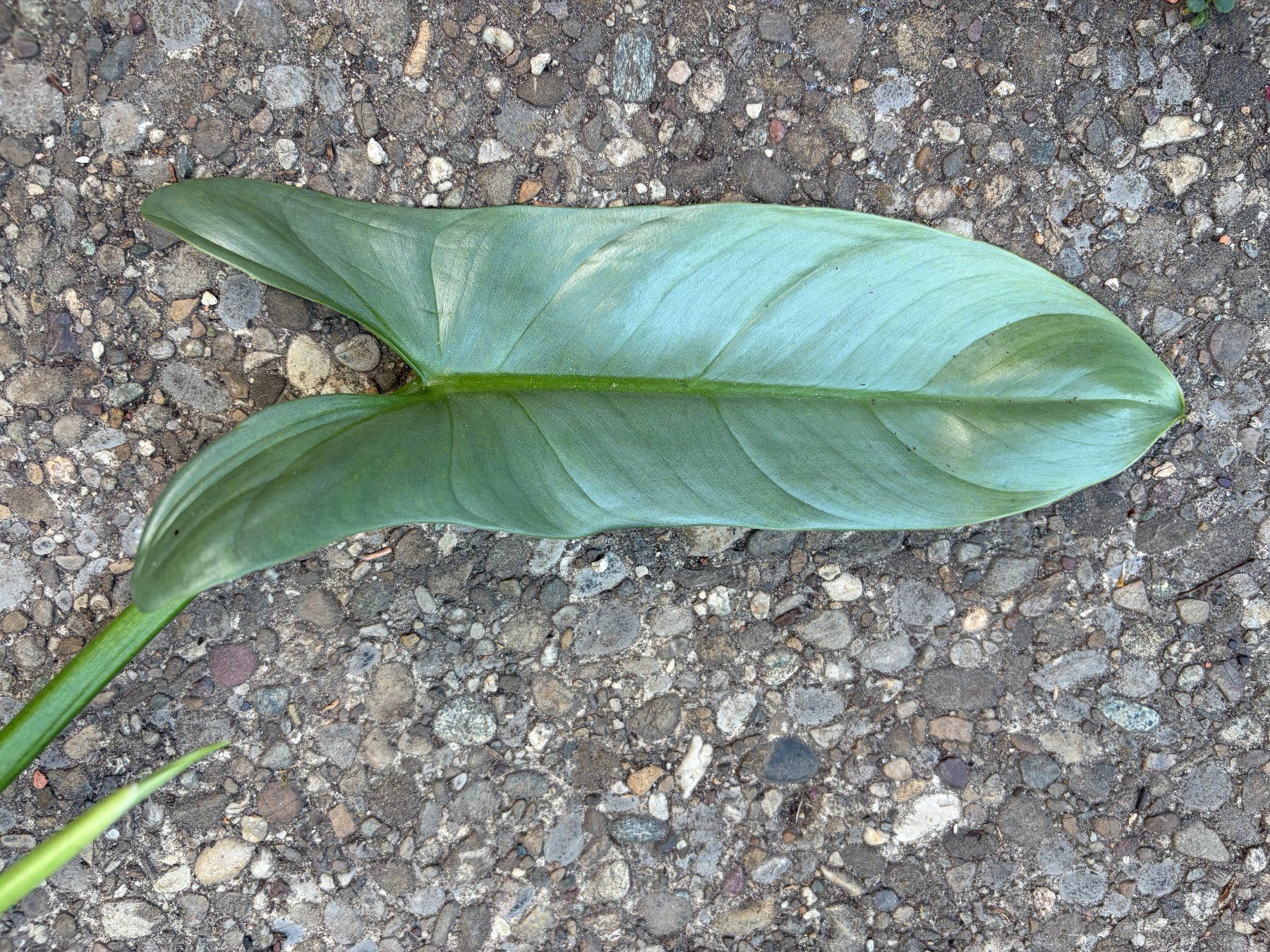 Piante & sementi: Sonderangebot! Philodendron Hastatum Silver Sword – Usato da Winterthur venduto da Aniger