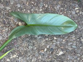 Sonderangebot! Philodendron Hastatum Silver Sword