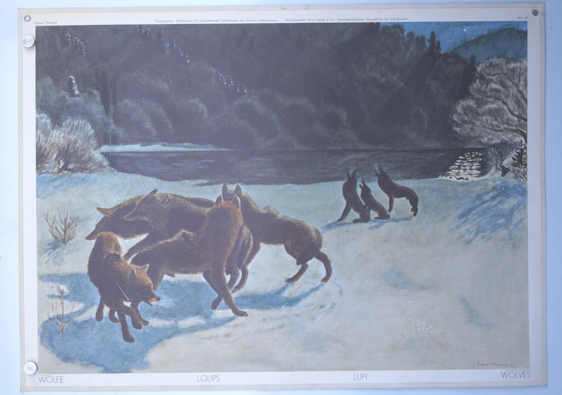 Foto & Immagini: Schulwandbild R.Hainard Wölfe / Wolf - Wolfsrudel #ti – Usato da Härkingen venduto da sammelbecken 1