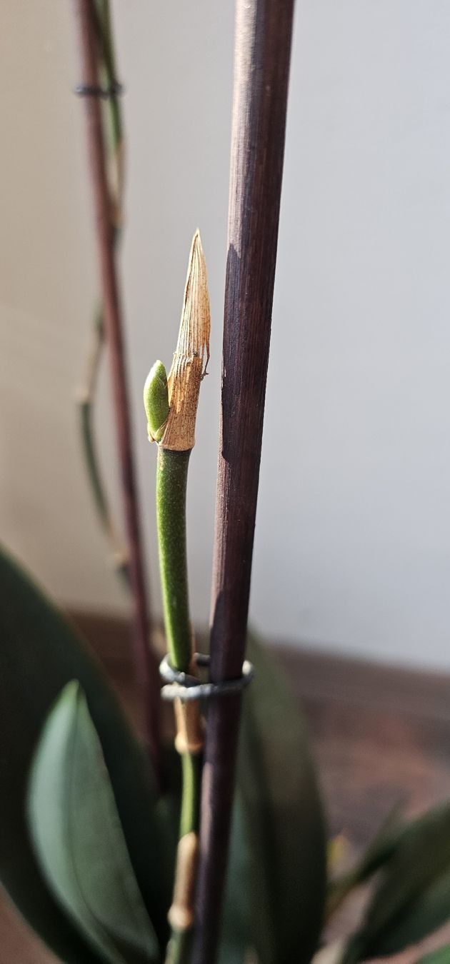Piante & sementi: Orchidee Psychopsis Mariposa – Usato da Jona venduto da Smurnaya 6