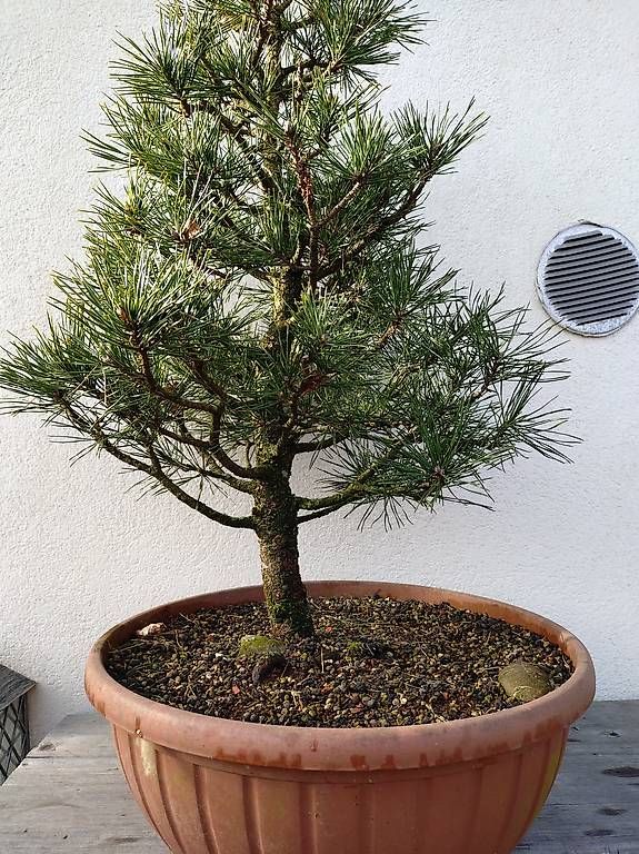 Plantes & graines: Bonsai – D'occasion à Walterswil SO par som_jbd7