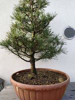 Bonsai