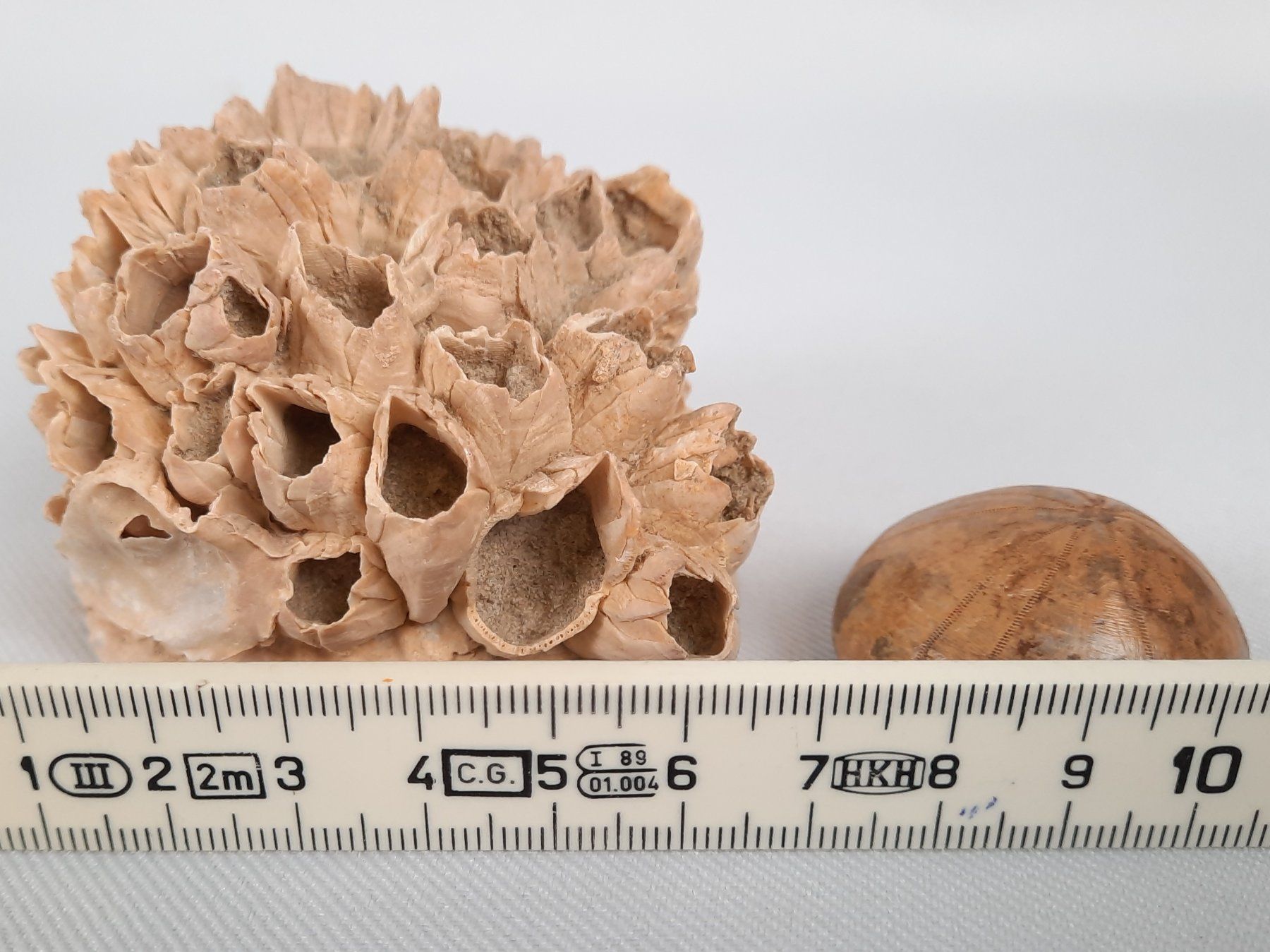 Fossili: Fossile Seeigel und Seepocken – Usato da Beinwil am See venduto da Restwert_Beinwil 9
