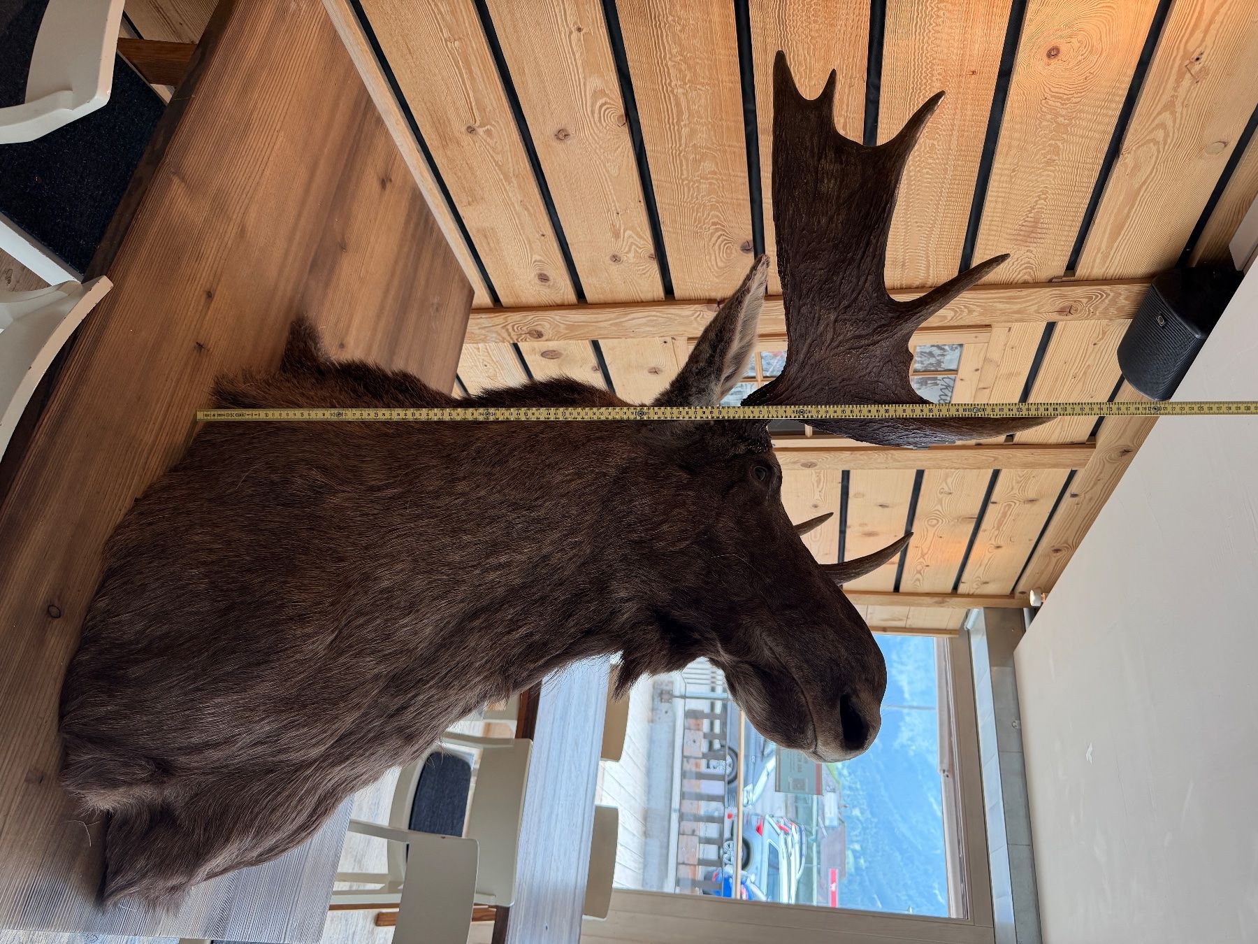 Il mondo degli animali: Elk Kopf – Usato da Lenk im Simmental venduto da KingzCompany 1