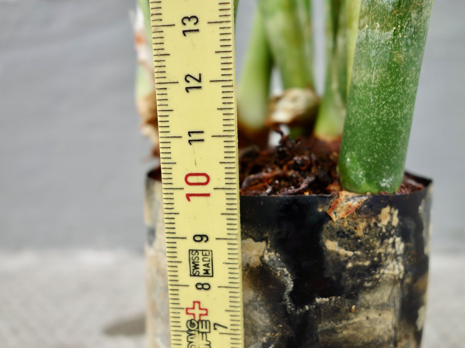 Piante & sementi: Bogenhanf Sansevieria Trifasciata – Nuovo (secondo la descrizione) da Kerzers venduto da zimmergruener 4