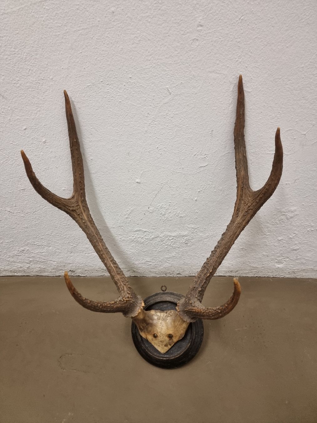 Welt der Tiere: Hirschgeweih auf Holzschild, Wanddekoration, Jagdtrophäe. – Gebraucht aus Olten von Mezopotamya