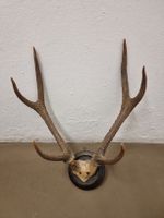 Hirschgeweih auf Holzschild, Wanddekoration, Jagdtrophäe.