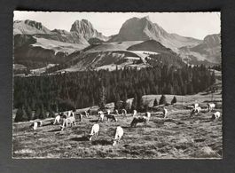 AK Im Gantrisch Gebiet Abendfrieden auf der Alp