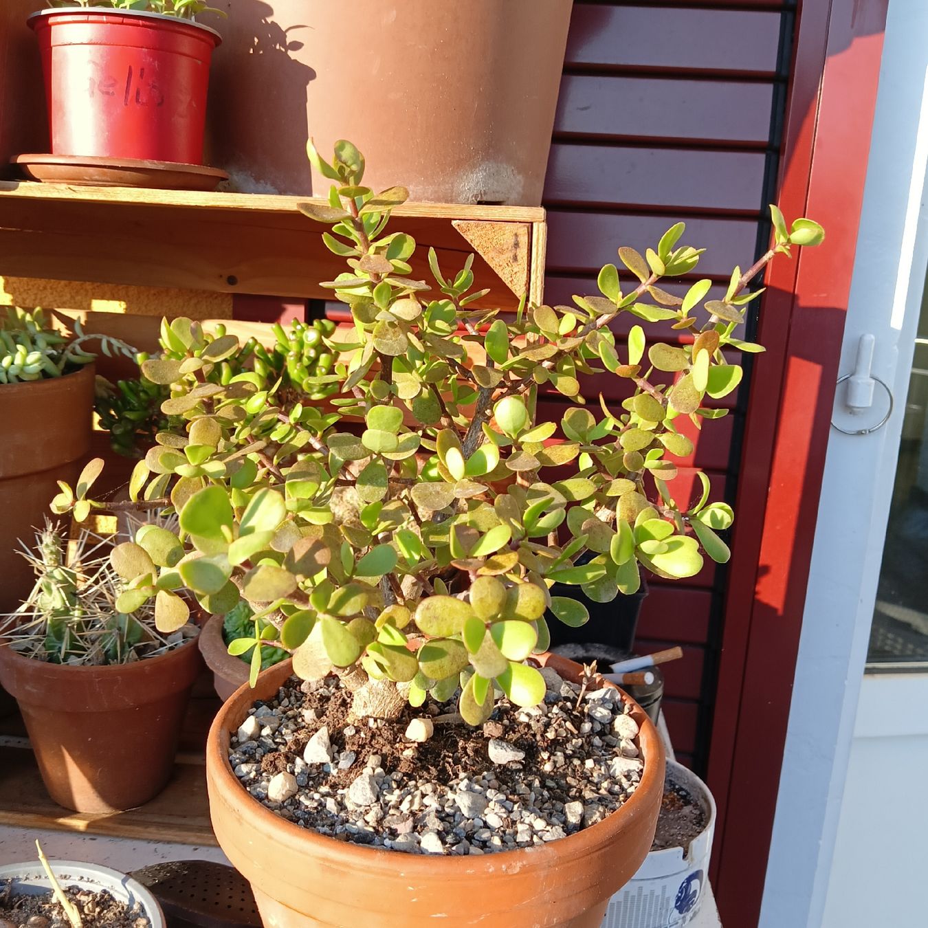 Piante & sementi: Speckbaum Portulacaria afra – Nuovo (secondo la descrizione) da Augst BL venduto da Betsileo 1
