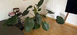 Wunderschöne Pflanze - Alocasia / Elefantenohr