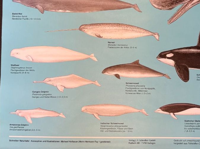 Foto & Immagini: Schulwandbild / Naturtafel: Wale – Usato da Aarau venduto da Naturama_Aargau 1
