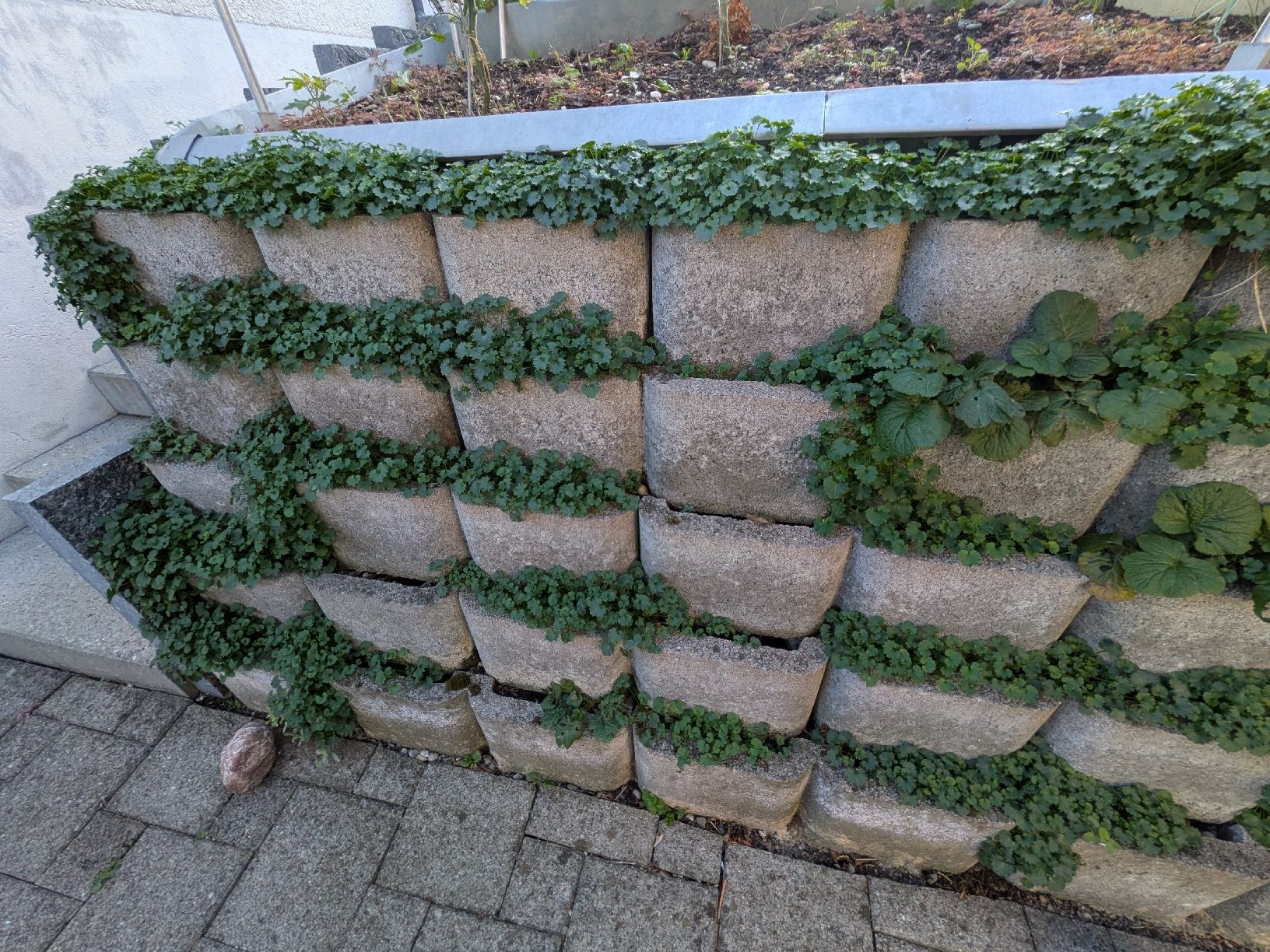 Pietre & tegole: Betonmauersteine gratis – Usato da Rickenbach Sulz venduto da nasgul82 1