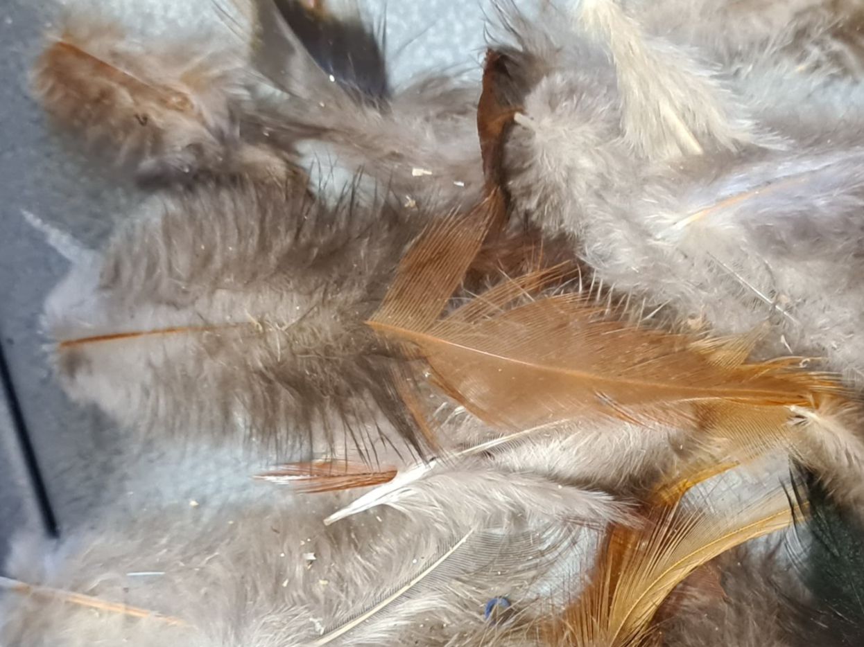 Welt der Tiere: Set Federn, +/- 8 cm (2) – Gebraucht aus Amriswil von kleindeko 1