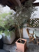 Olivenbaum im Topf dekorative Pflanze guter Zustand