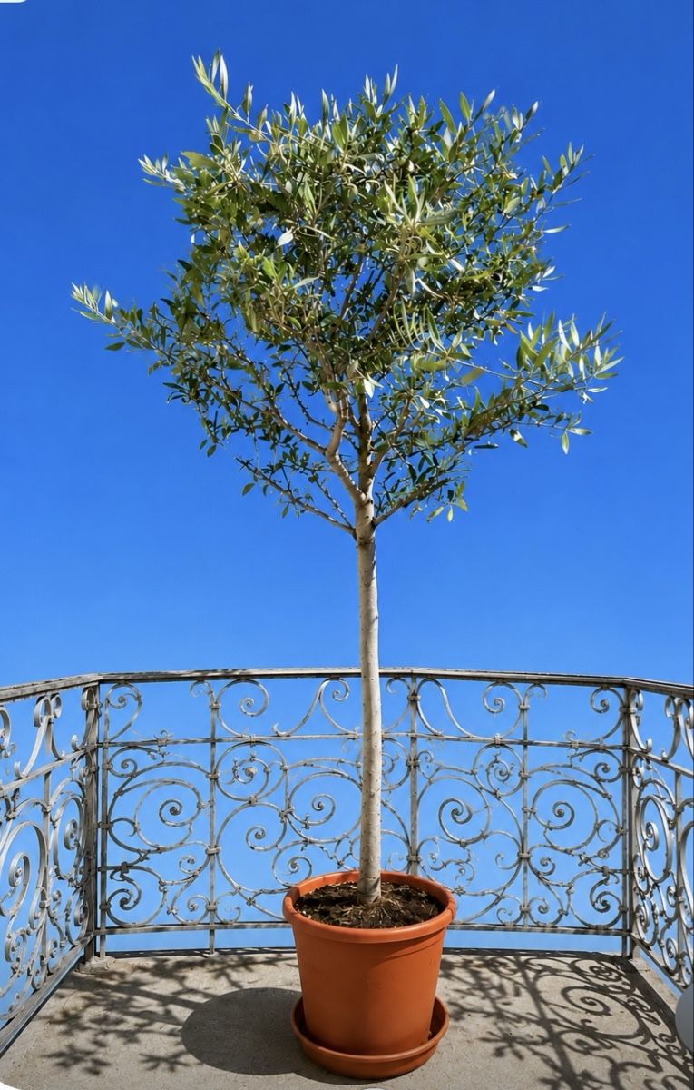 Piante & sementi: Olive Tree in Pot Healthy Condition – Usato da Zürich venduto da Mistral61