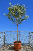 Olive Tree in Pot Healthy Condition