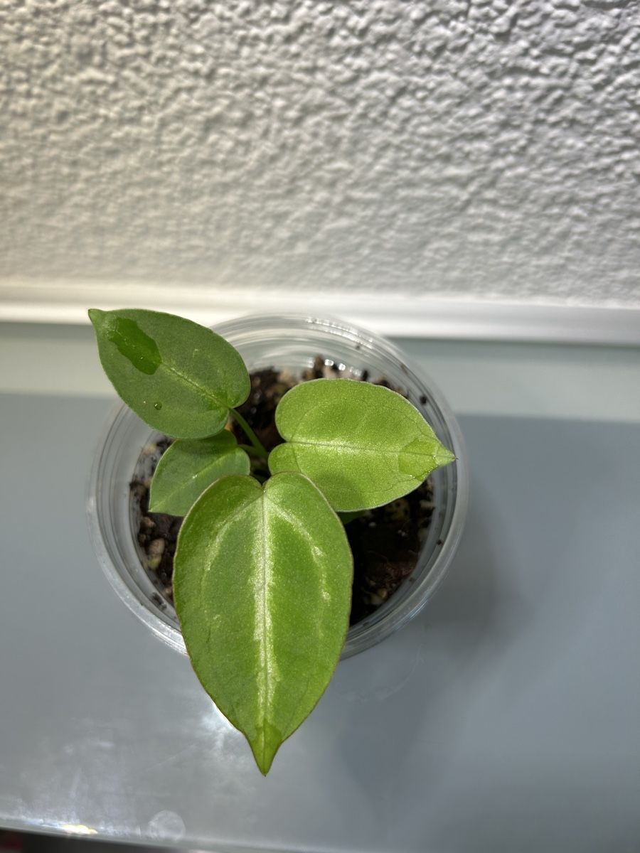 Pflanzen & Samen: Anthurium Magnificum Hybrid – Gebraucht aus Niederbüren von Monde09