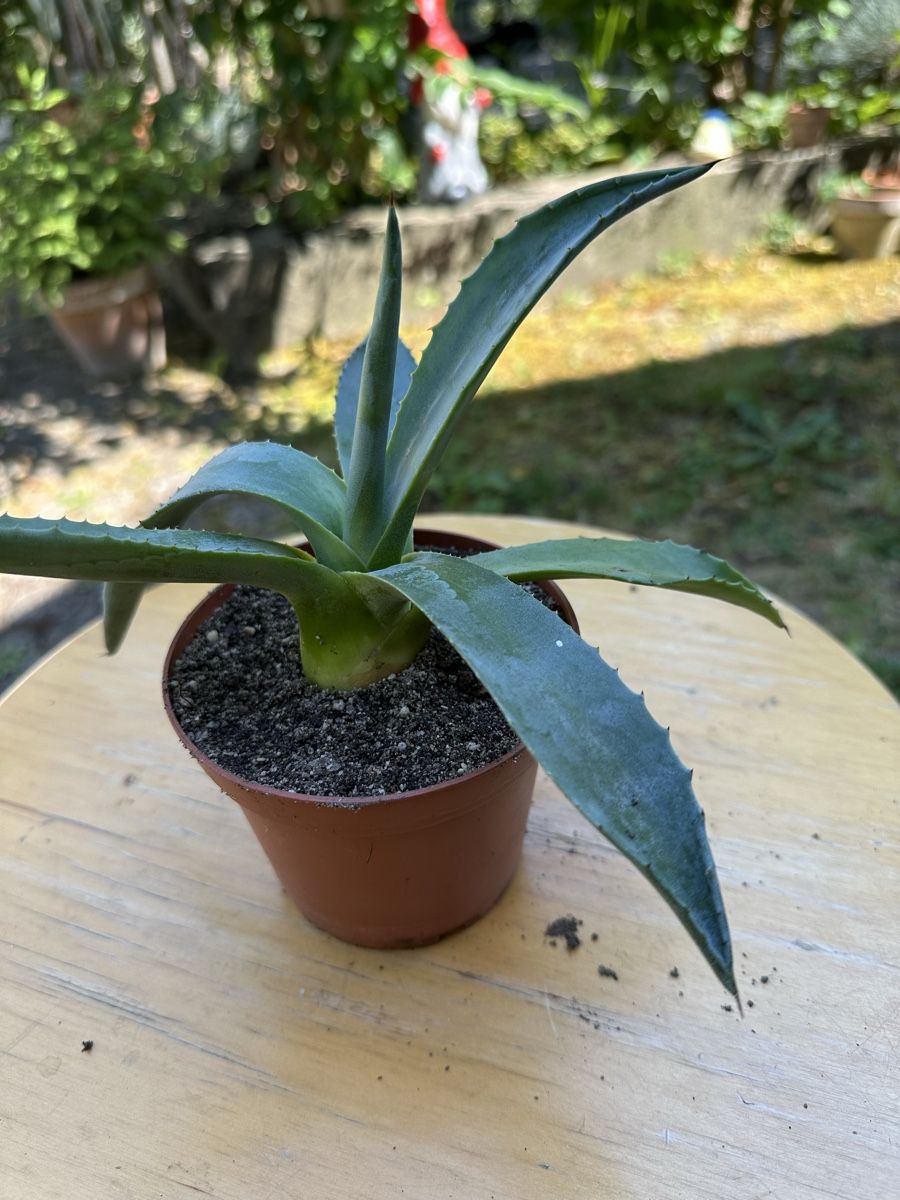 Pflanzen & Samen: Agave 12 cm hoch – Gebraucht aus Ottikon von lo99 1
