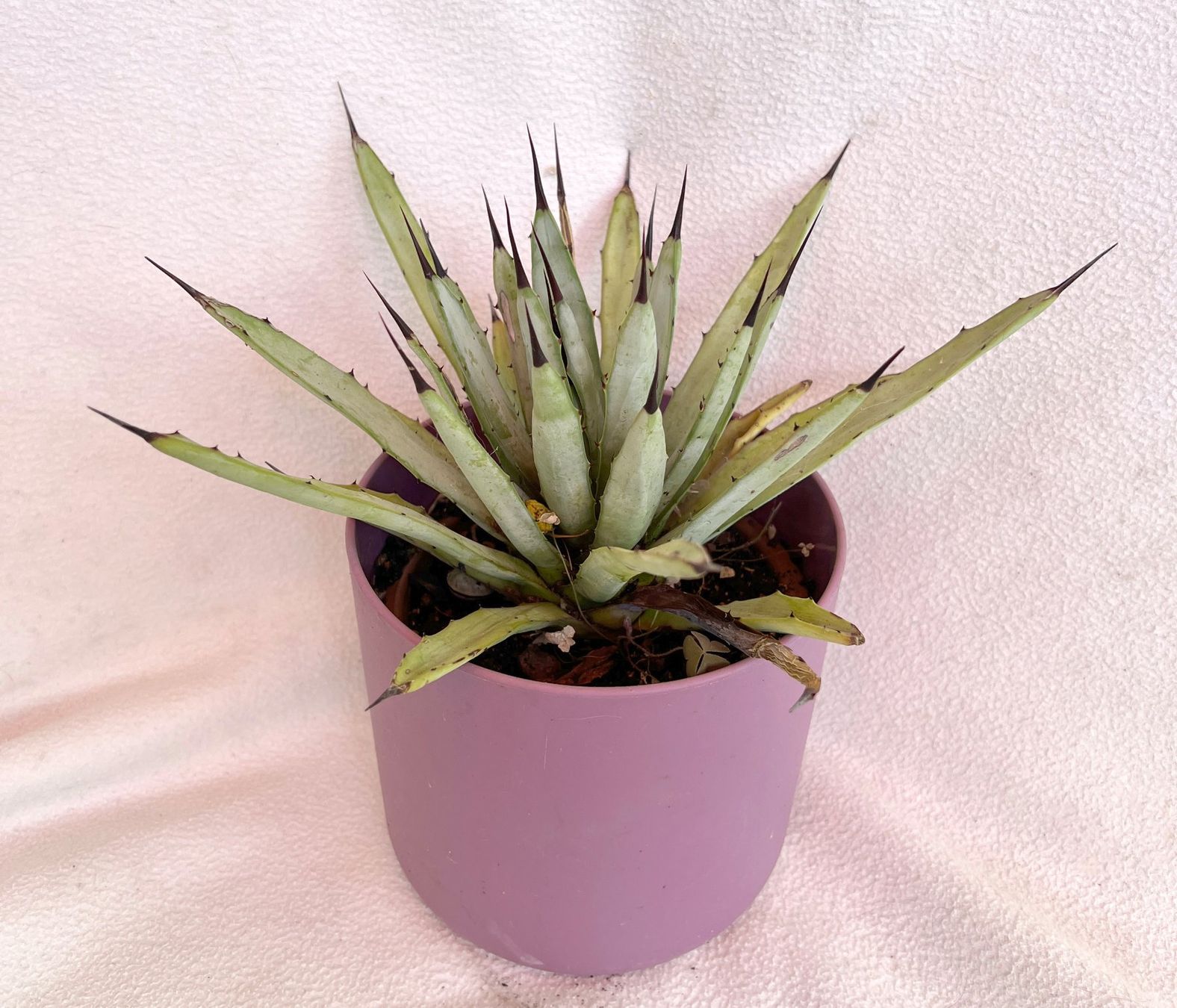 Pflanzen & Samen: AGAVE**Macroacantha***** – Neu (gemäss Beschreibung) aus Dübendorf von Orchid18