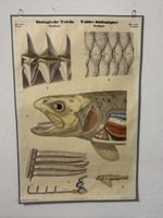 Vintage Biologische Tafel Fische Zoologie Lehrtafel 124x82