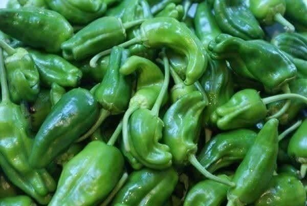 Piante & sementi: POIVRON ESPAGNOL Del Padron 20g – Nuovo (secondo la descrizione) da Bremblens venduto da FIBONACCI369 2