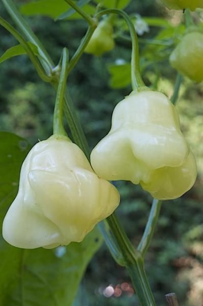 Piante & sementi: 30 Samen AJI WHITE FANTASY Chili – Nuovo (secondo la descrizione) da Ehrendingen venduto da VerveinaSamen 3