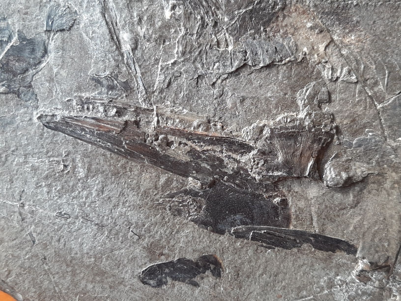 Fossili: Fossiler Raubfisch aus Deutschland – Usato da Rickenbach BL venduto da Oktober68 4