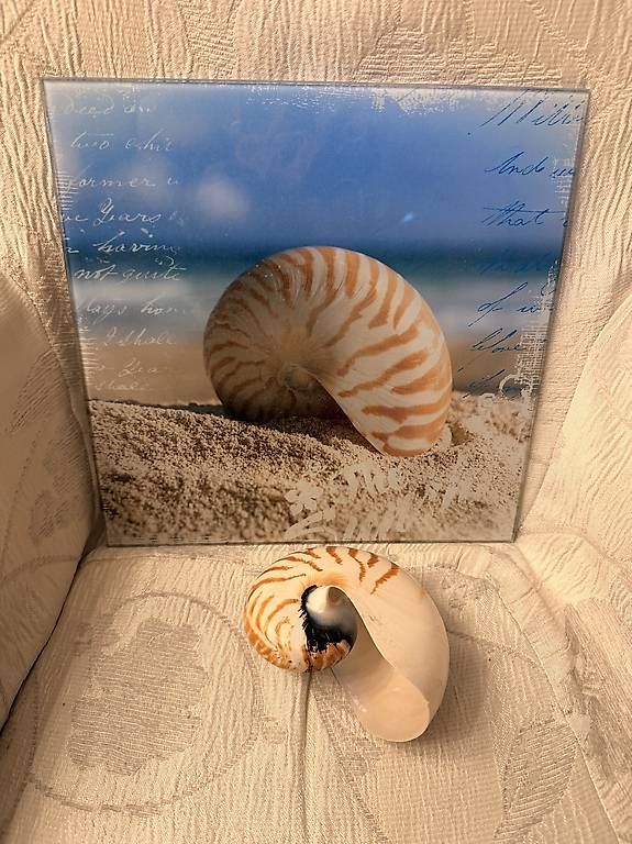 Foto & Immagini: Glasbild mit Original Nautilus Muschel – Usato da Weggis venduto da urs_rj7p 3