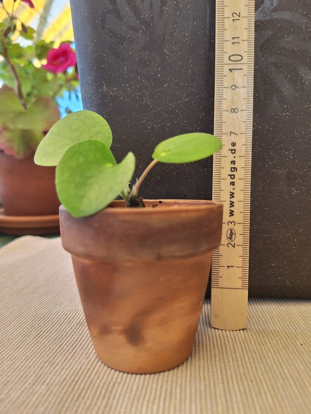 Piante & sementi: Pilea Peperomioides, Ufopflanze – Usato da Zürich venduto da riswa67 1