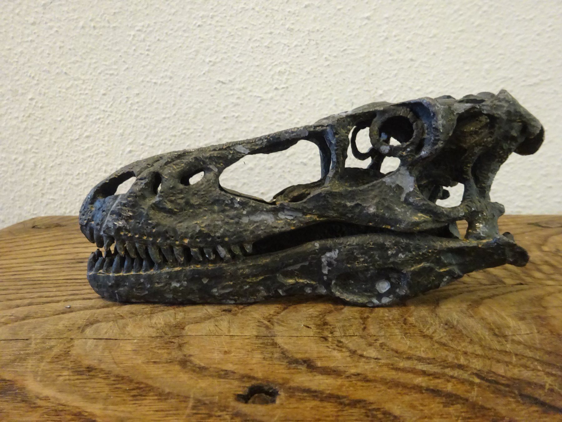 Fossili: Skulptur Schädel Saurier – Usato da Esslingen venduto da eintagammeer 4