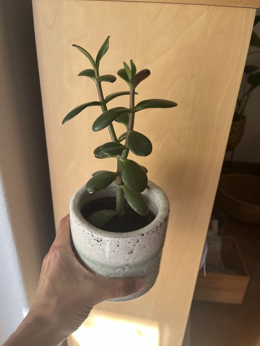 Pflanzen & Samen: Geldbaum Setzling (Crassula) mit Topf – Neu (gemäss Beschreibung) aus Zürich von vintage_for_you
