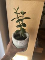 Geldbaum Setzling (Crassula) mit Topf