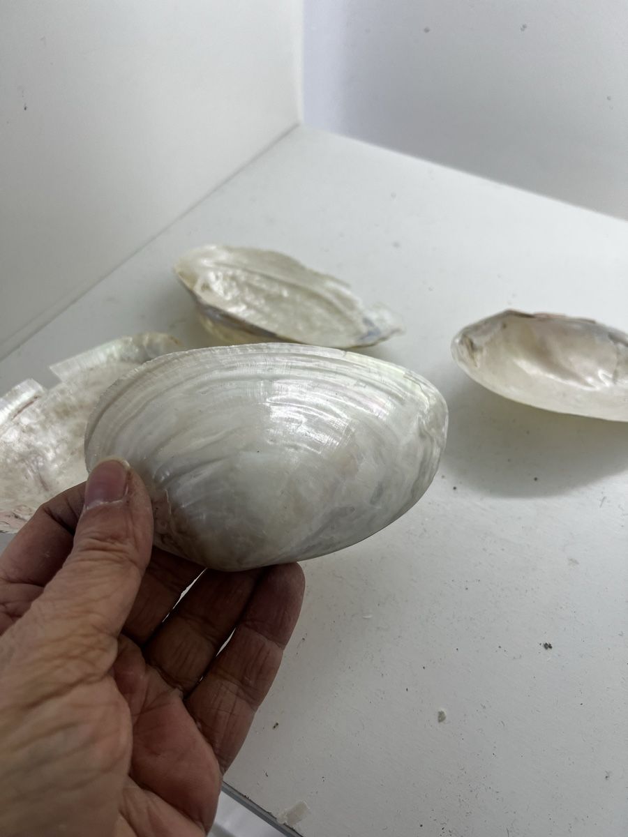 Fossili: 4 riesige Muscheln Perlmut – Usato da Wettingen venduto da NickInc 2