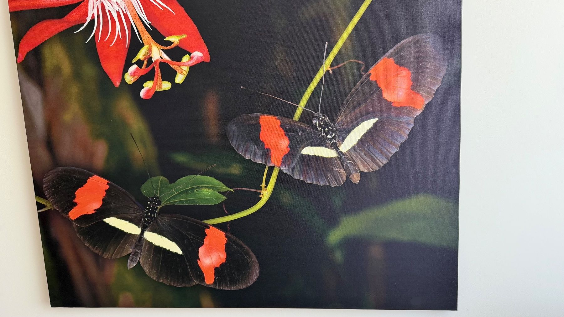 Foto & Immagini: Leinwandbild 95x95 , Passionsblumenfalter – Usato da Ermatingen venduto da Atropos57 3