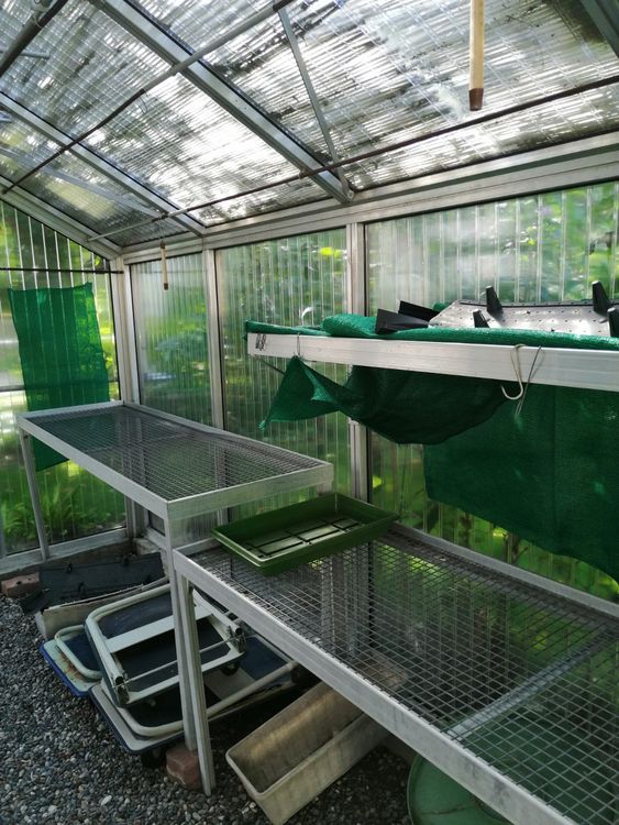 Gewächshaus von Beckmann Plantarium zu verkaufen (ca. 10qm) Kaufen