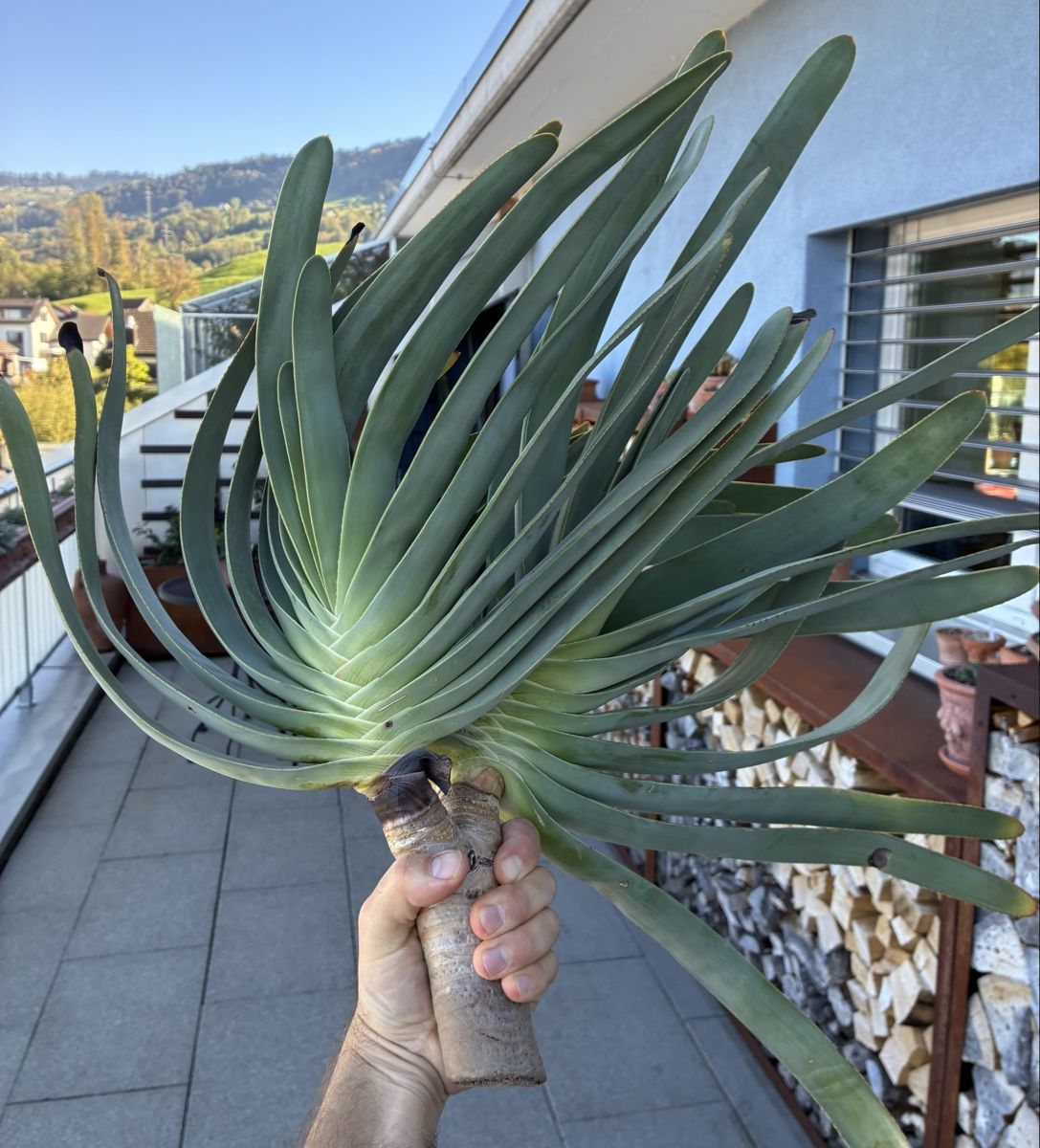 Plantes & graines: Aloe plicatilis – Neuf (Voir description) à Altendorf par Monteiroastrild 4
