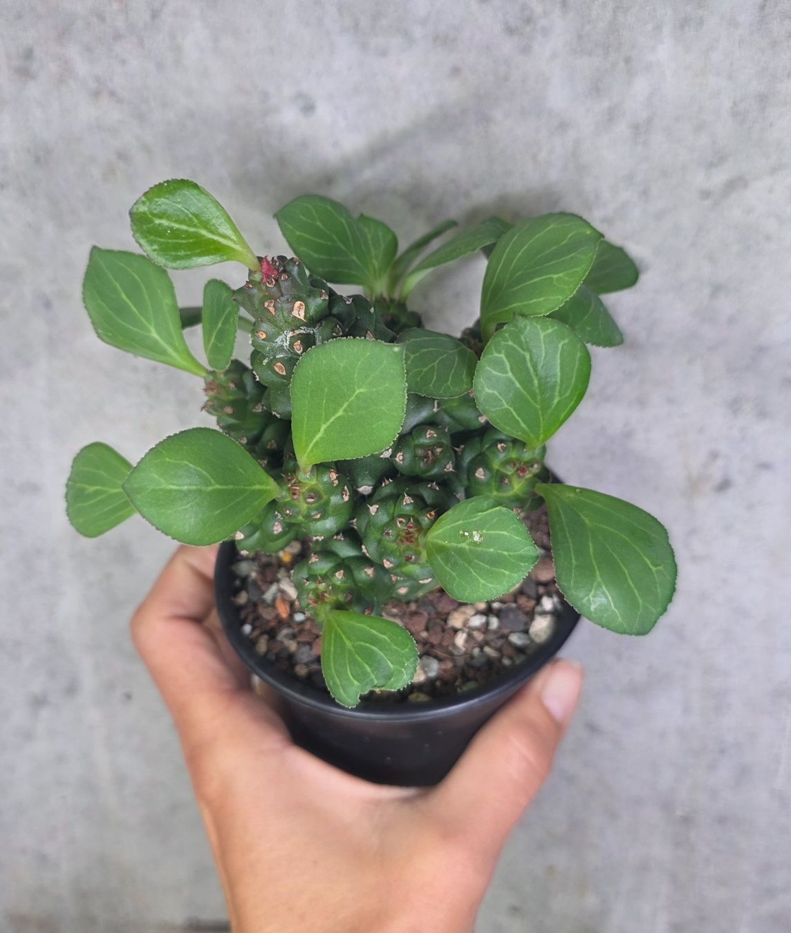 Piante & sementi: Euphorbia ritchiei – Usato da St.Erhard venduto da Plumilandschweiz 2