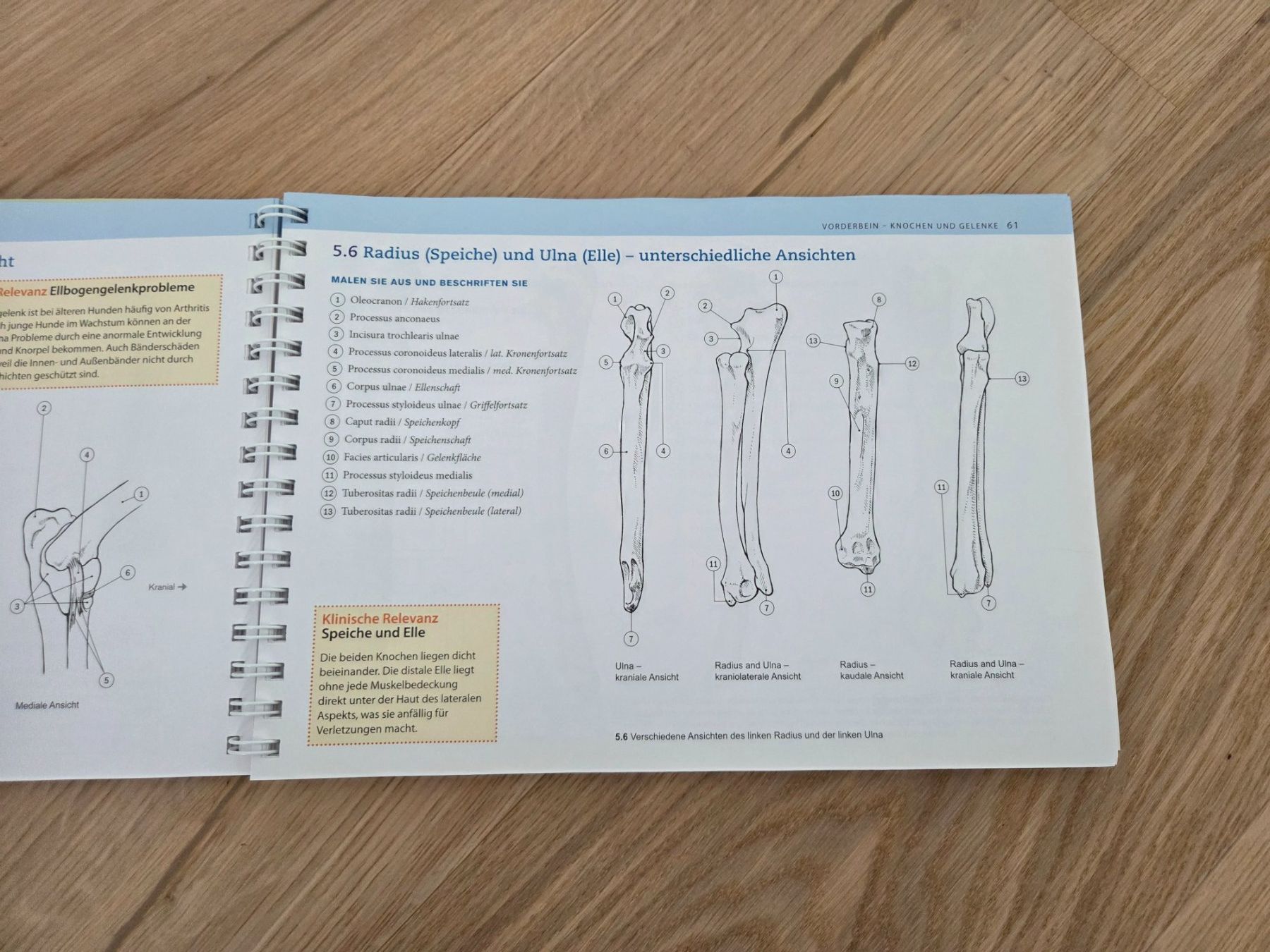 Bücher: Arbeitsbuch Hundeanatomie – Neu (gemäss Beschreibung) aus Burgdorf von Talora 1