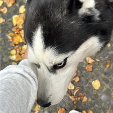 Profile image of Meeill