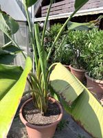 Strelitzia Nicolai Topf-Pflanze ca. 200cm hoch mit Topf