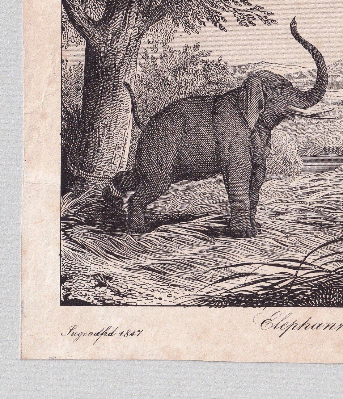 Gravures: ELEFANT, ELEFANTENJAGD, LITHOGRAPHIE 1847 – D'occasion à Grüningen par Kartensammler 3