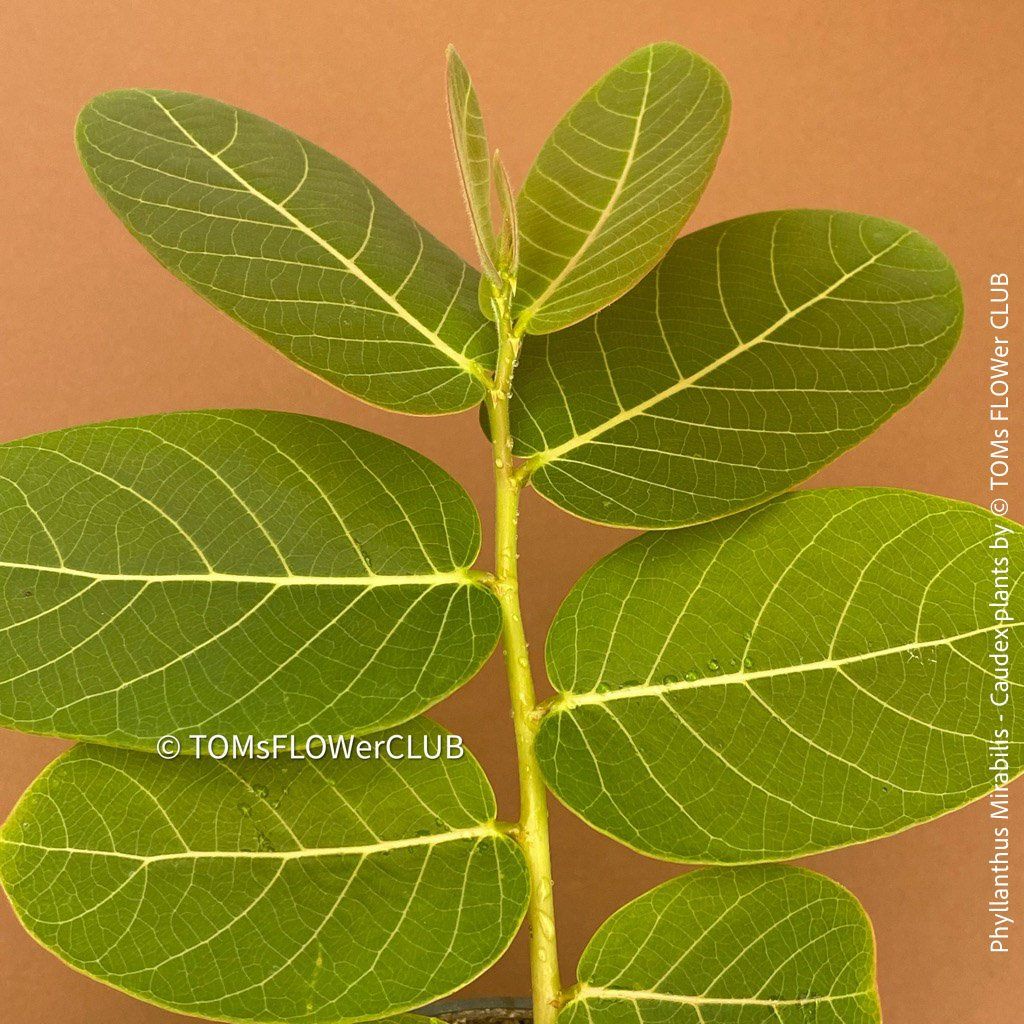 Piante & sementi: Phyllanthus Mirabilis - einzigartige "Buddha Belly Plant" – Nuovo e nell'imballaggio originale da Adliswil venduto da astom369 8