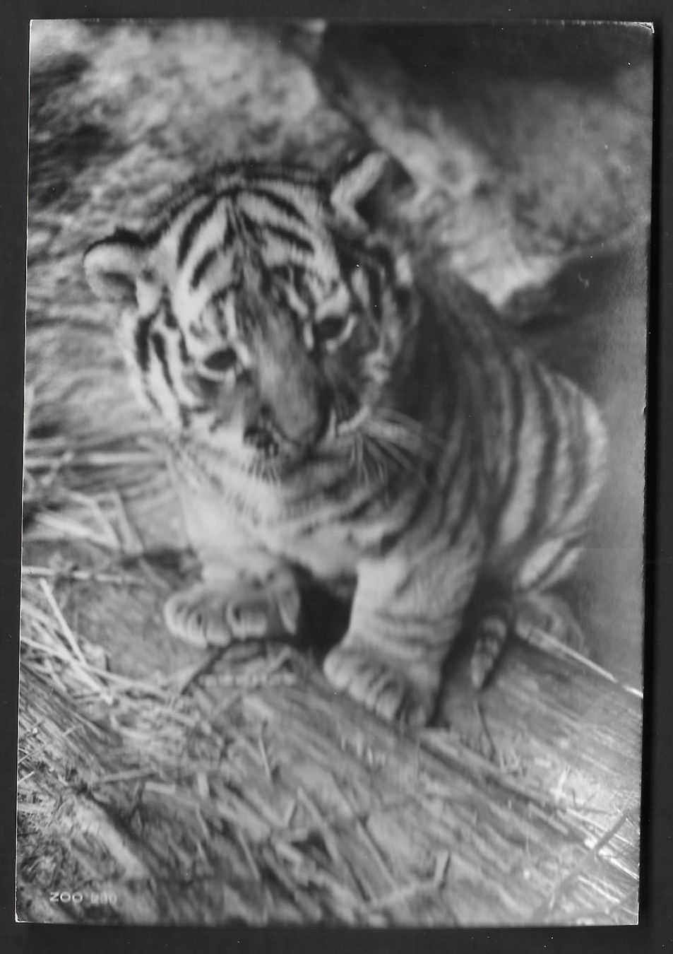 Cartoline postali: Zoologischer Garten Zürich Junger Tiger – Nuovo (secondo la descrizione) da Olten venduto da clotaldi