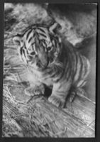 Zoologischer Garten Zürich Junger Tiger