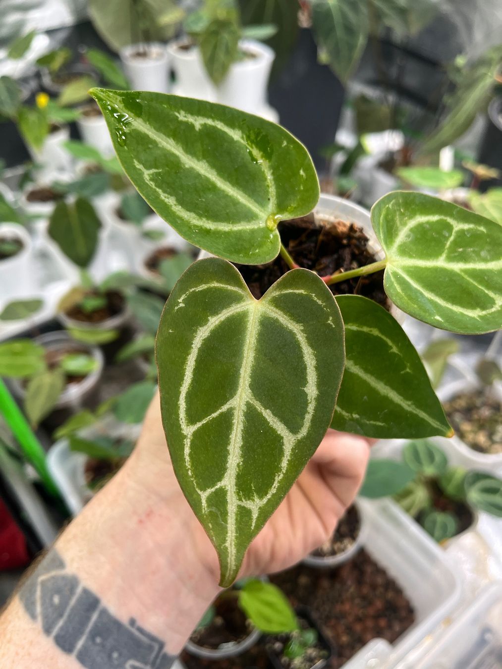 Piante & sementi: Anthurium Crystallinum-Mix – Nuovo e nell'imballaggio originale da Gelterkinden venduto da pflanz_doch_was 1