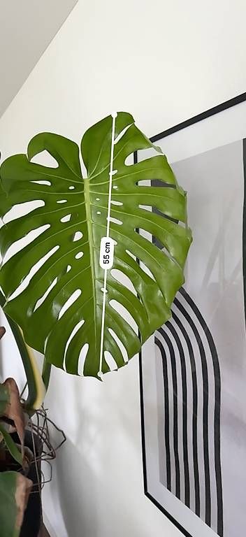philodendron gloriosum topf Philodendron gloriosum  Foliage Factory