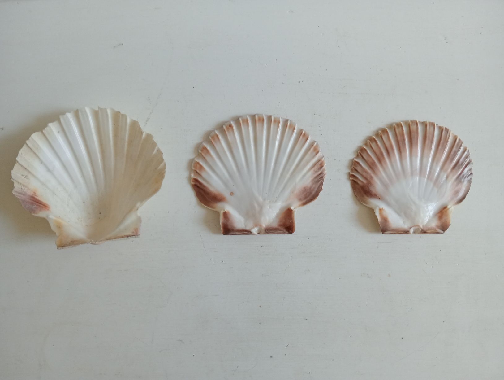 Tutte le decorazioni: Deko Jakobsmuscheln 9-10 cm  – Usato da Allschwil venduto da Evgeniia78 4