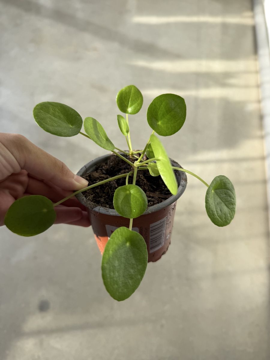 Piante & sementi: Pilea Pflanze – Usato da Bern venduto da Wil.Wayne 1
